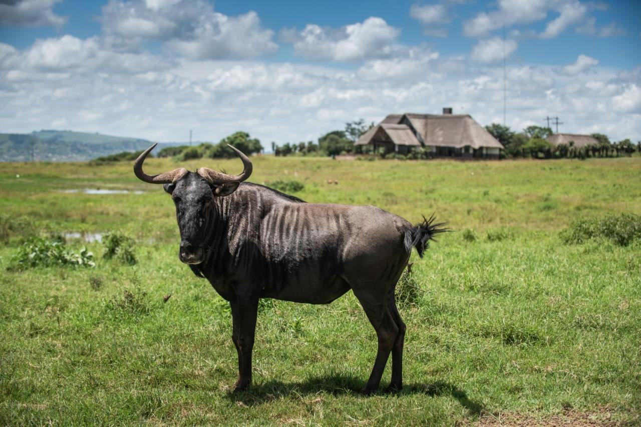 Tala Collection Game Reserve Silverton Exterior foto